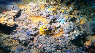 Researchers regenerate underwater biodiversity destroyed by human activity