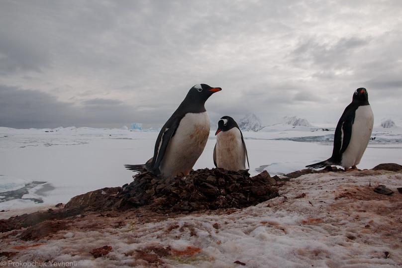 Antarctic landscapes, a library and tuxedoes once a week: a polar explorer&#039;s life in pictures