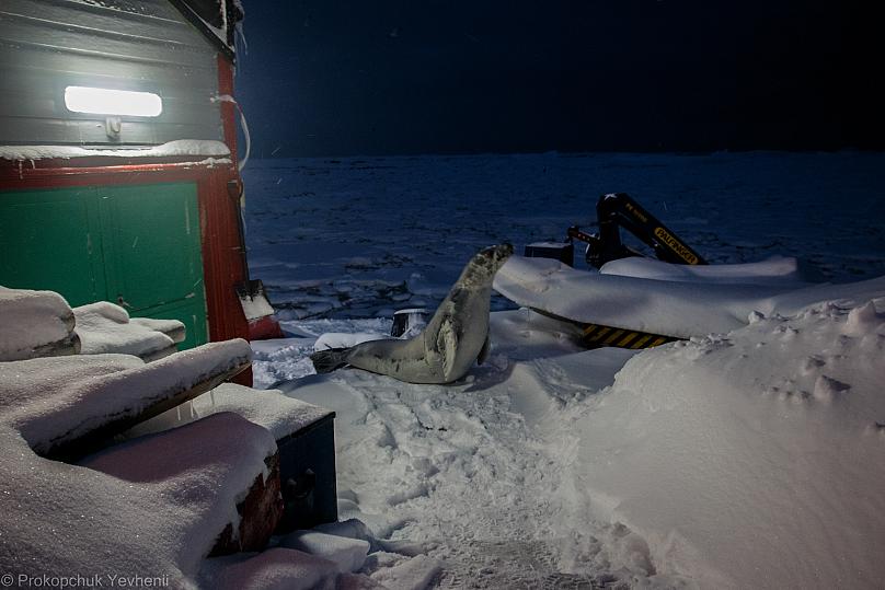 Antarctic landscapes, a library and tuxedoes once a week: a polar explorer&#039;s life in pictures