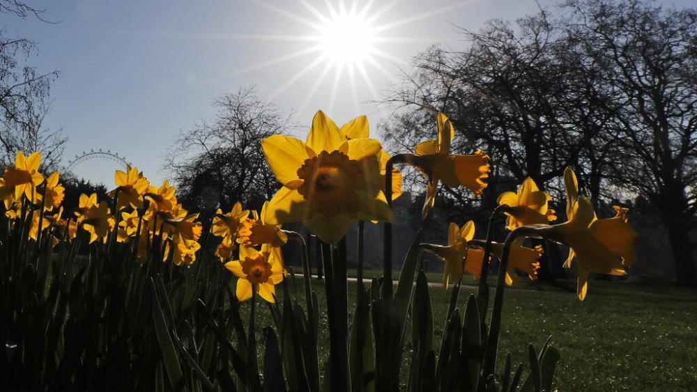 Millions of daffodils left unpicked in England because of post-Brexit migrant worker rules