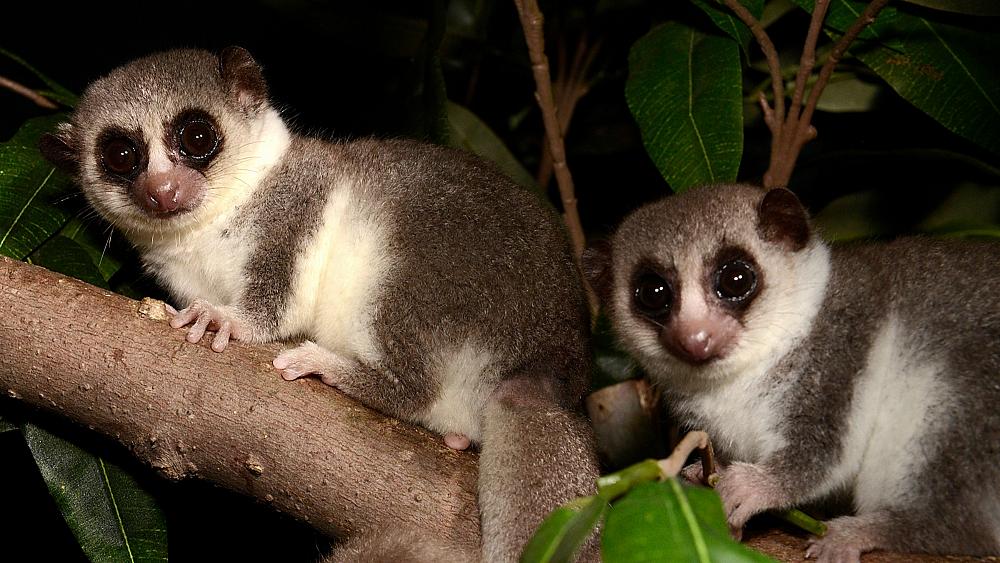 Fat-tailed dwarf lemurs could help us unlock the potential of human hibernation