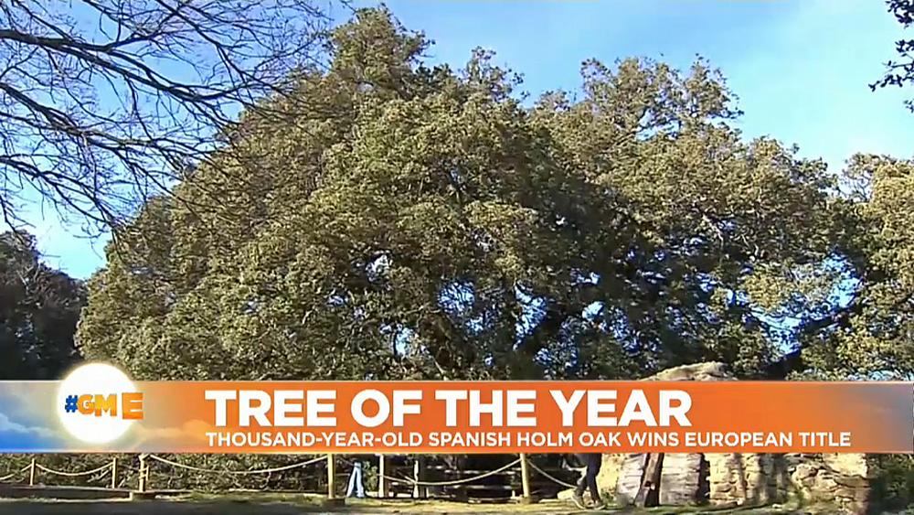 Thousand-year-old Spanish Holm Oak wins 'European Tree of the Year' title