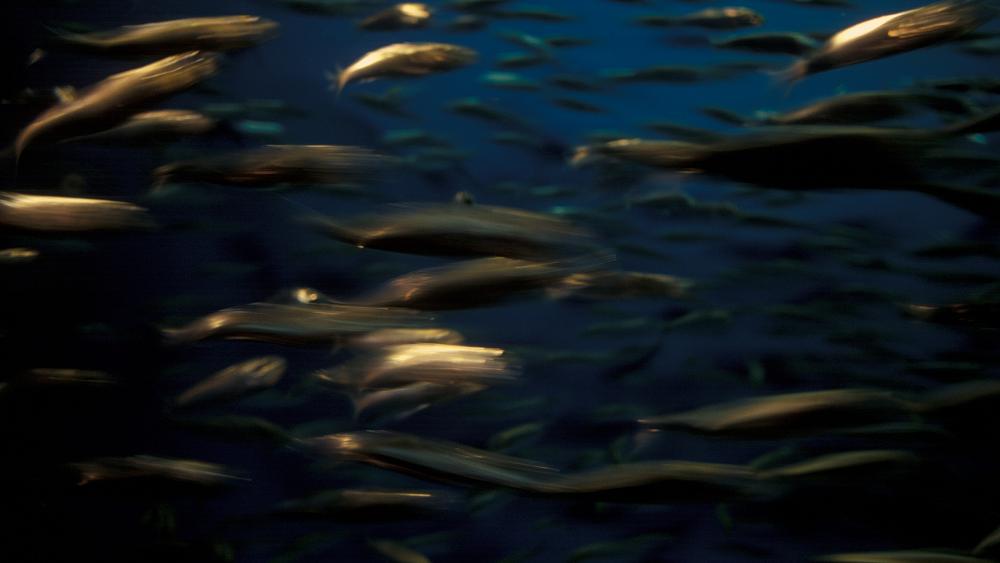 No need to choose between eating fish and saving the ocean, say experts