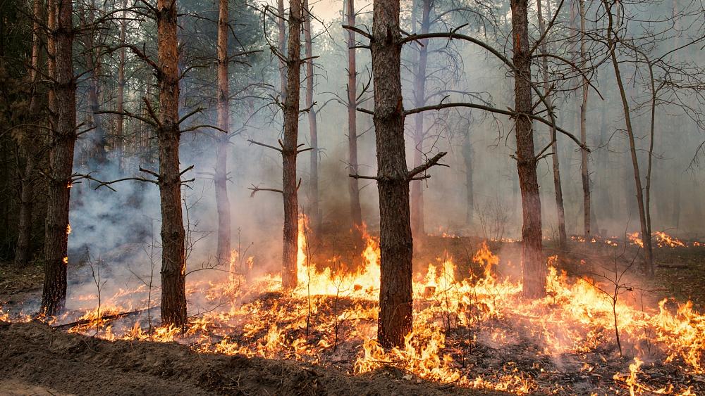 Increased risk of wildfires in the UK sparks concerns around ‘exceptional danger’ days