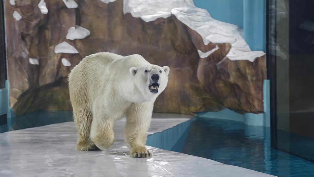 Frosty reception for China hotel with polar bears on show