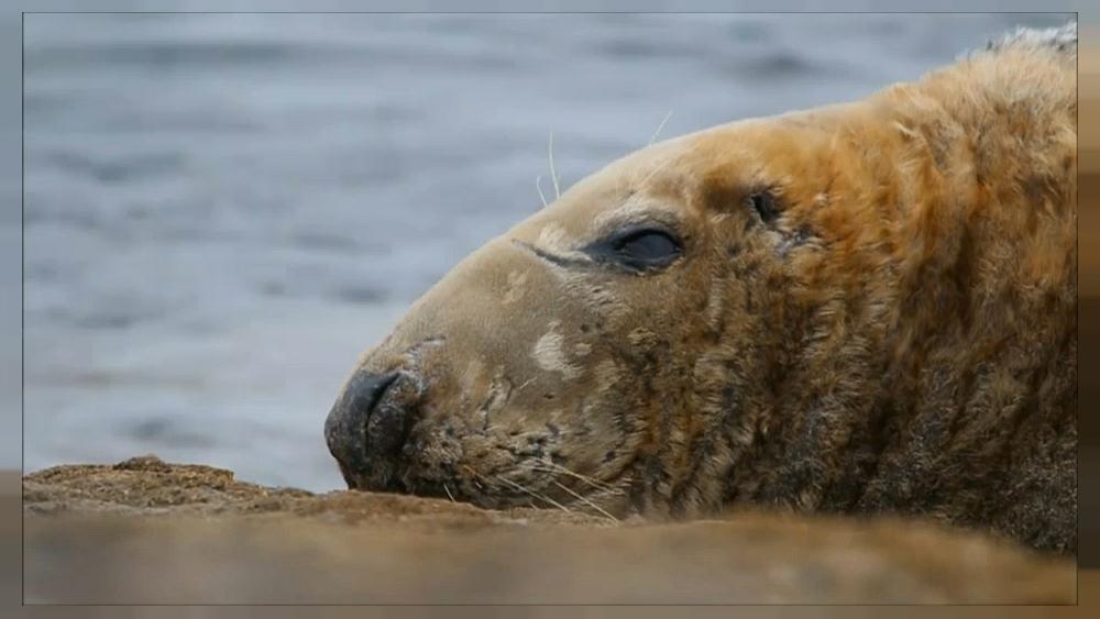 Seal Spotter smartphone app to track Grey seals around Britain’s coast