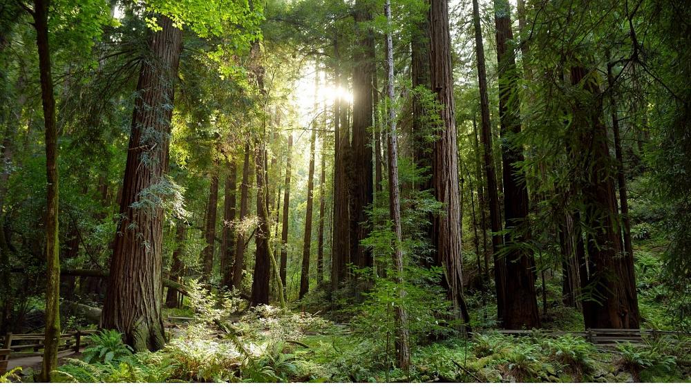 Could transparent wood be the glass of the future?