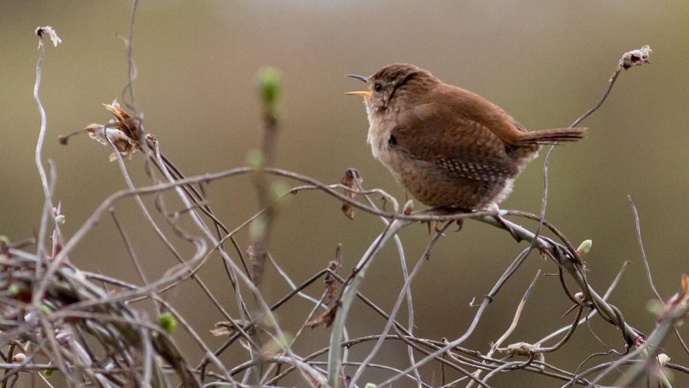 Can hearing birdsong help boost our mental health and wellbeing?