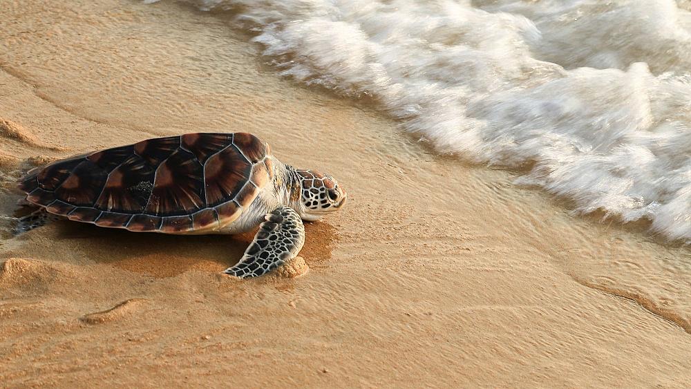 These rehabilitated ‘cold-stunned’ turtles have finally been released back into the ocean