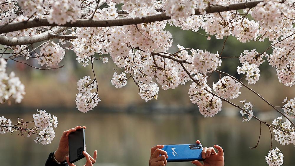In pictures: Cherry blossom blooms around the world as spring arrives