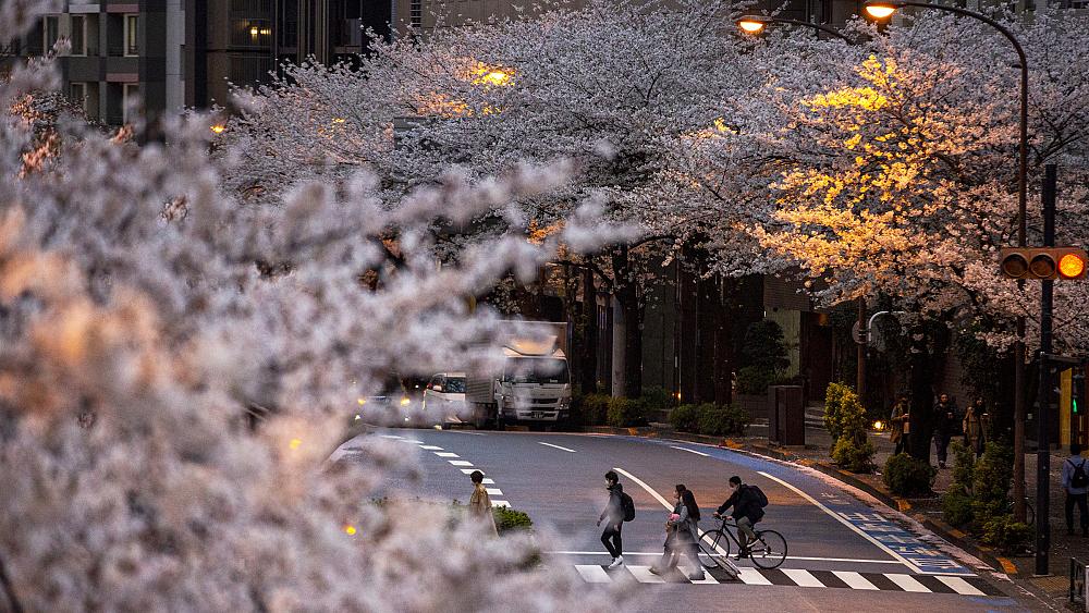April Fools in Belgium, volcano eruption in Iceland, cherry blossom in bloom | This week in pictures