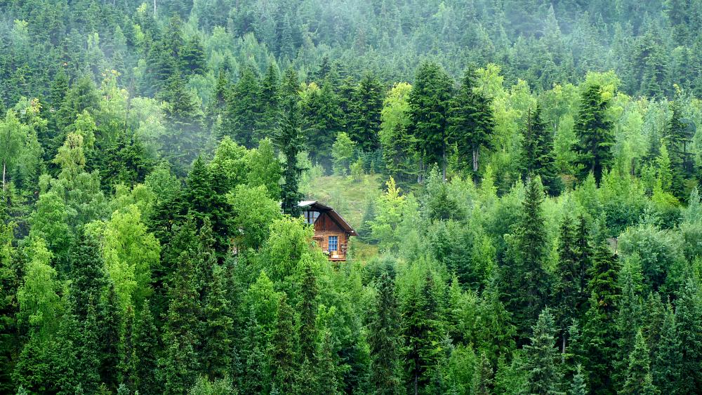 9 of the coolest remote treehouses to stay in around the world