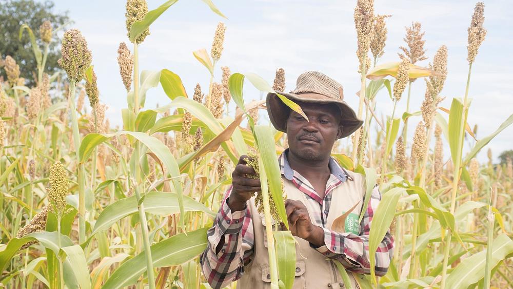 Sunflowers and dried mangoes are the key to surviving climate change in rural Zimbabwe