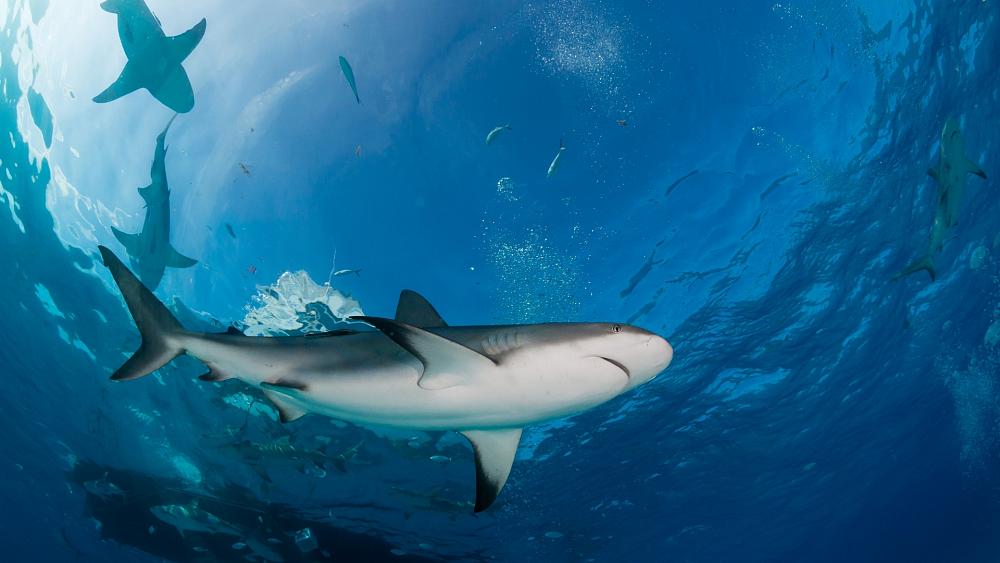 Shark fishing for profit could soon be legal in the Maldives
