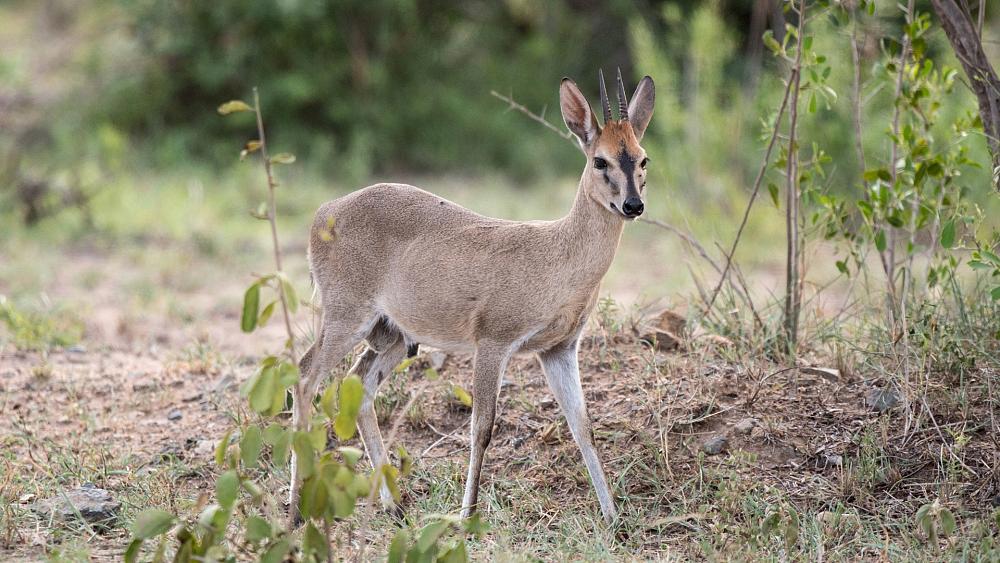 First ever images of mysterious ‘Walter's duiker’ captured in the wild