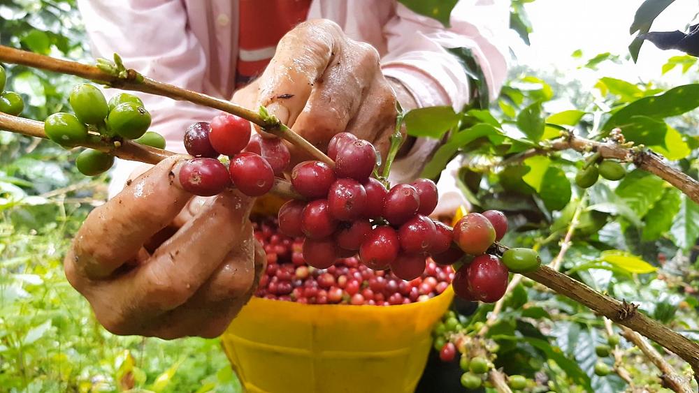 Could climate change spell the end of Colombian coffee?