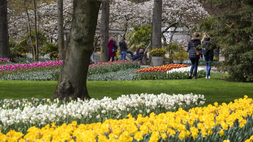 Thousands tiptoe through tulips in test at Dutch flower garden