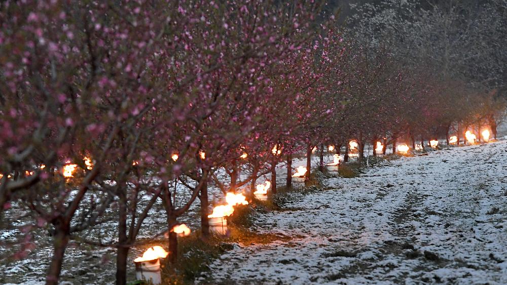 'Historic' bout of frost decimates French winemakers' harvest