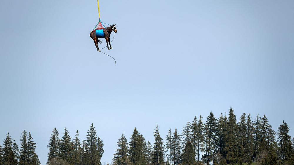 Tributes to Prince Philip, Belfast unrest, horses airlifted in Switzerland | This week in pictures