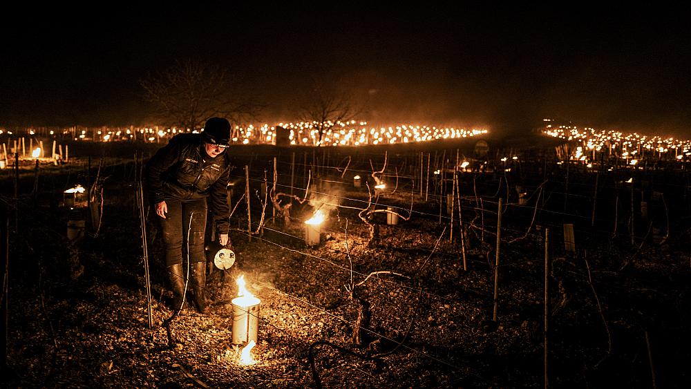 French winemakers light candles in vineyards to try and save fruit from frost