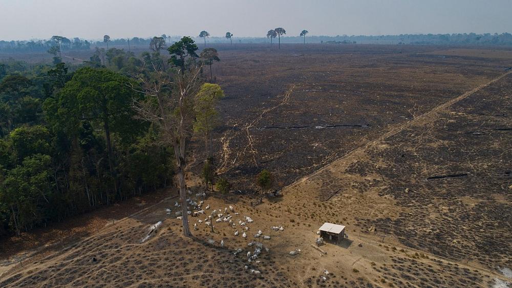 EU is the world's second biggest importer of tropical deforestation, says WWF