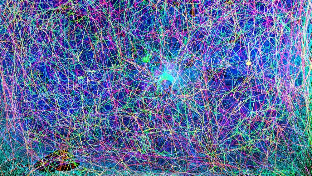 Scientists hit a high note discovering the music created by spiders