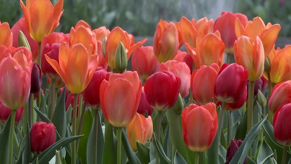 Stunning tulips bloom for the first time at London's Hampton Court Palace