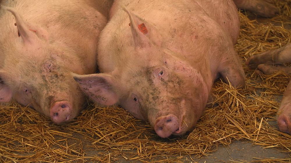 Feeding Europe: A look at sustainable farming in Italy