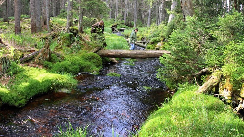 Bomb squad scrambled to German forest for sex toy