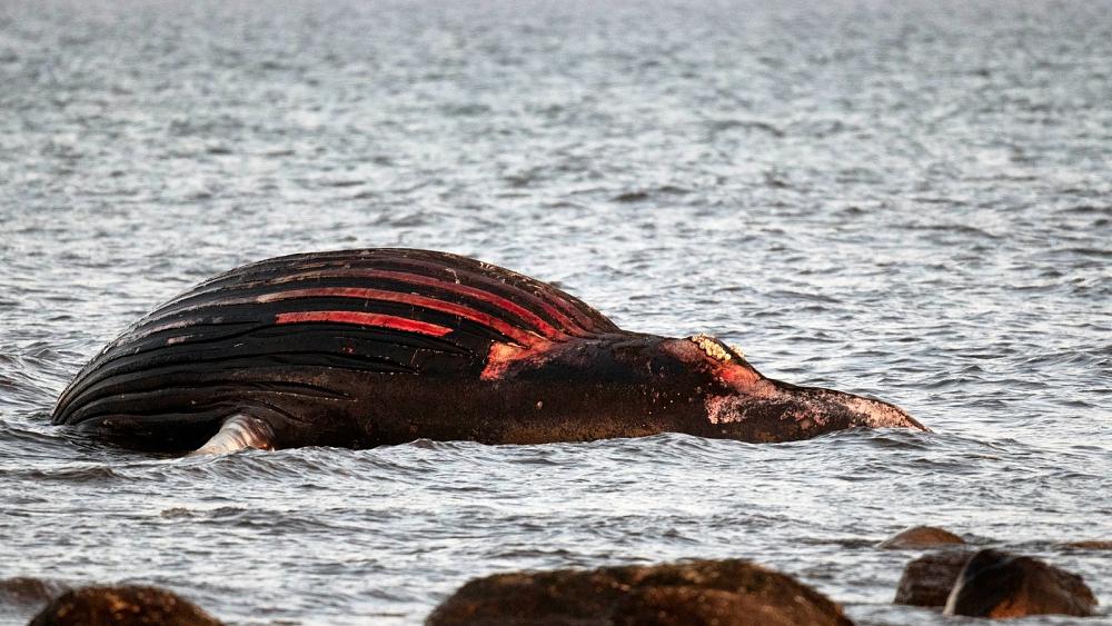 Don't approach whale carcass it may explode, Swedes are warned