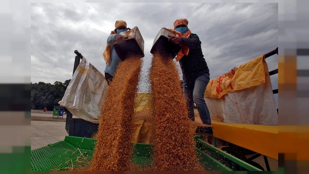 Amid COVID chaos and protests, India's farmers eye record wheat crop