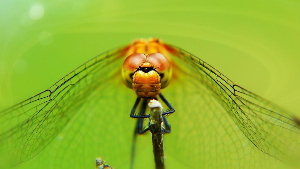 The flying skills of 300-million-year-old dragonflies are inspiring drone designs of the future