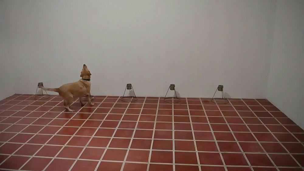 These dogs can tell if you have COVID-19 by smelling your sweat