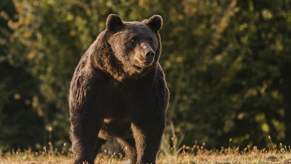 Prince probed over claims he killed Romania's largest bear
