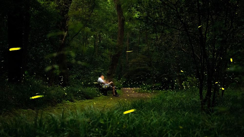 Lighting the way: How scientists are imitating fireflies to advance cancer treatments