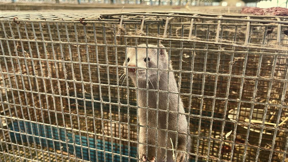 Greece's mink farms take a different approach to survive the COVID-19 pandemic