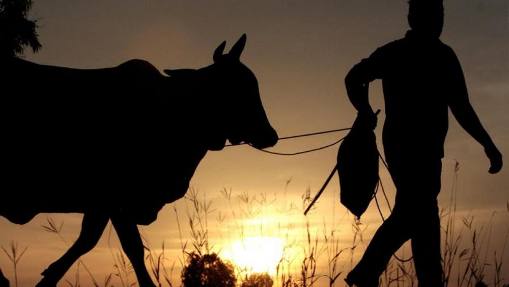 Cattle for raffle gets Thai town in moood for vaccines