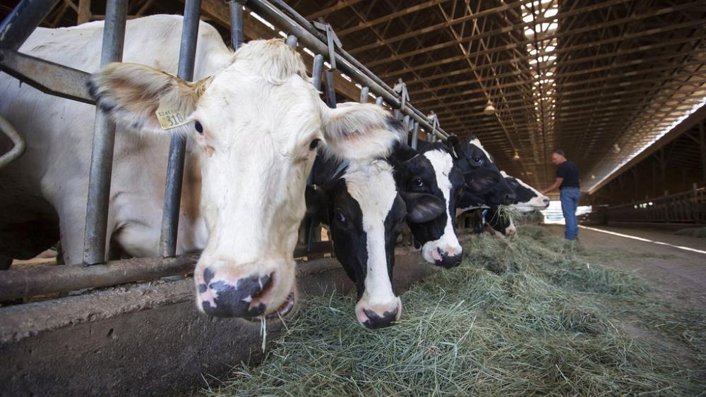 UK government 'divided' over possible trade deal with Australia