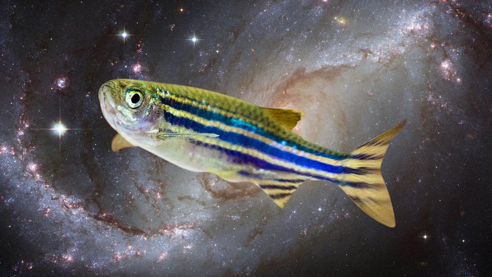 Sleeping with the fishes: How hibernating zebrafish could help you survive the journey to Mars