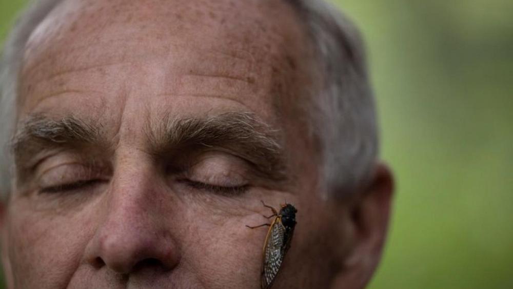 Getting up close with cicadas to find climate change clues