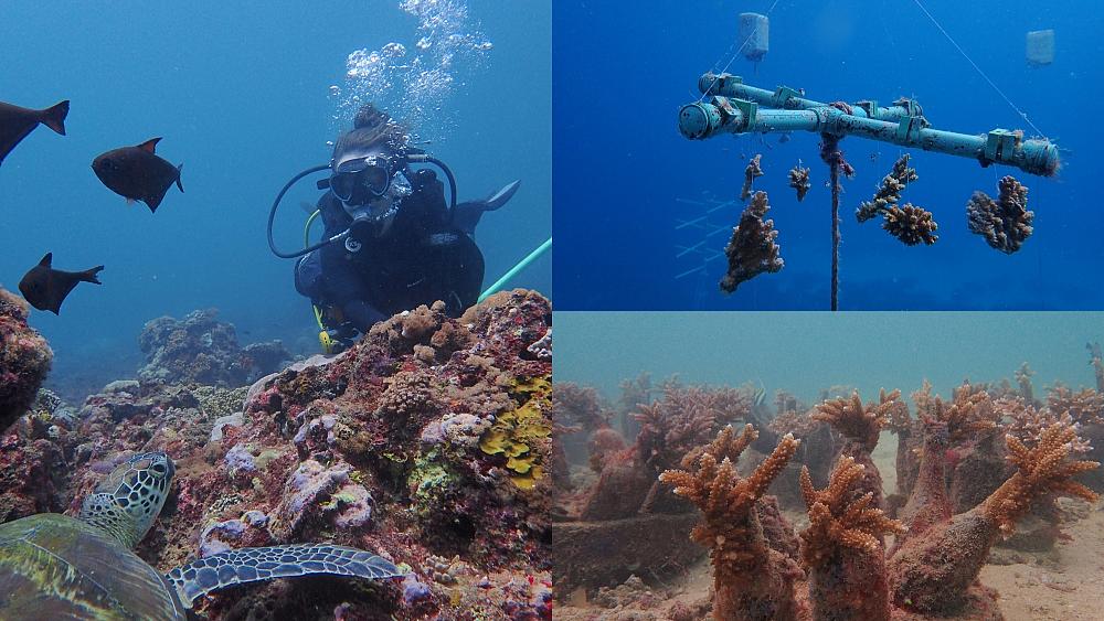 Meet the marine biologist working to save Kenya’s coral reefs