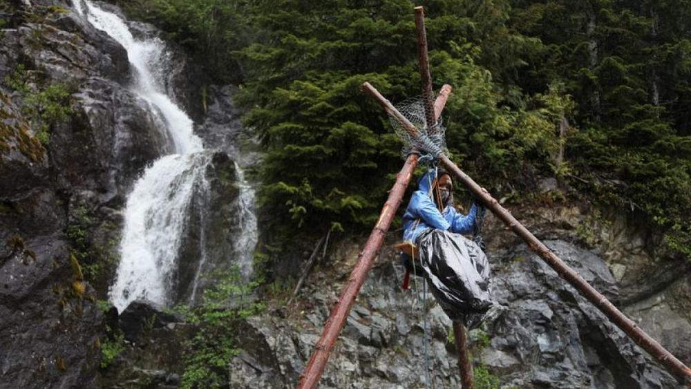 Save Fairy Creek: The battle over Western Canada's ancient forests