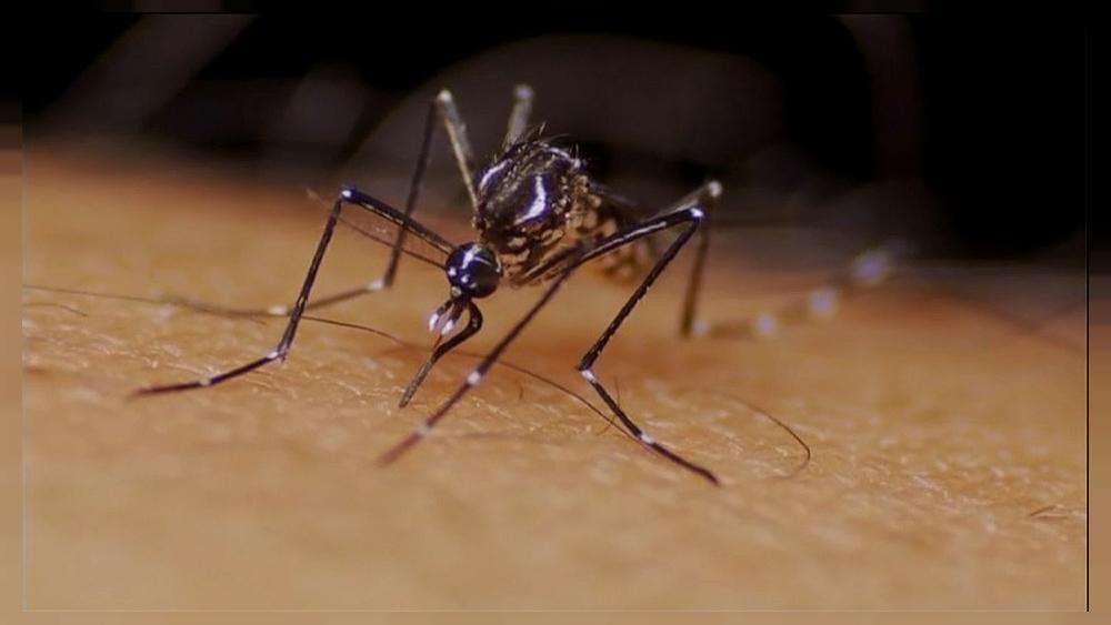 Inserting mosquitoes with bacteria reduces diseases such as dengue by 77%, study finds