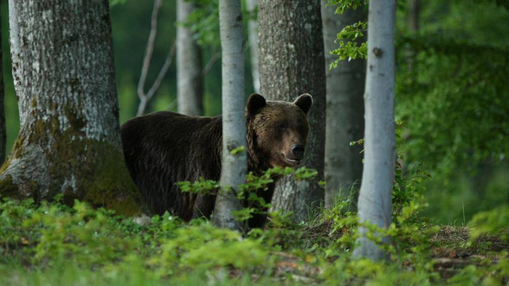 Bear's fatal attack on man in Slovakia sparks population warning